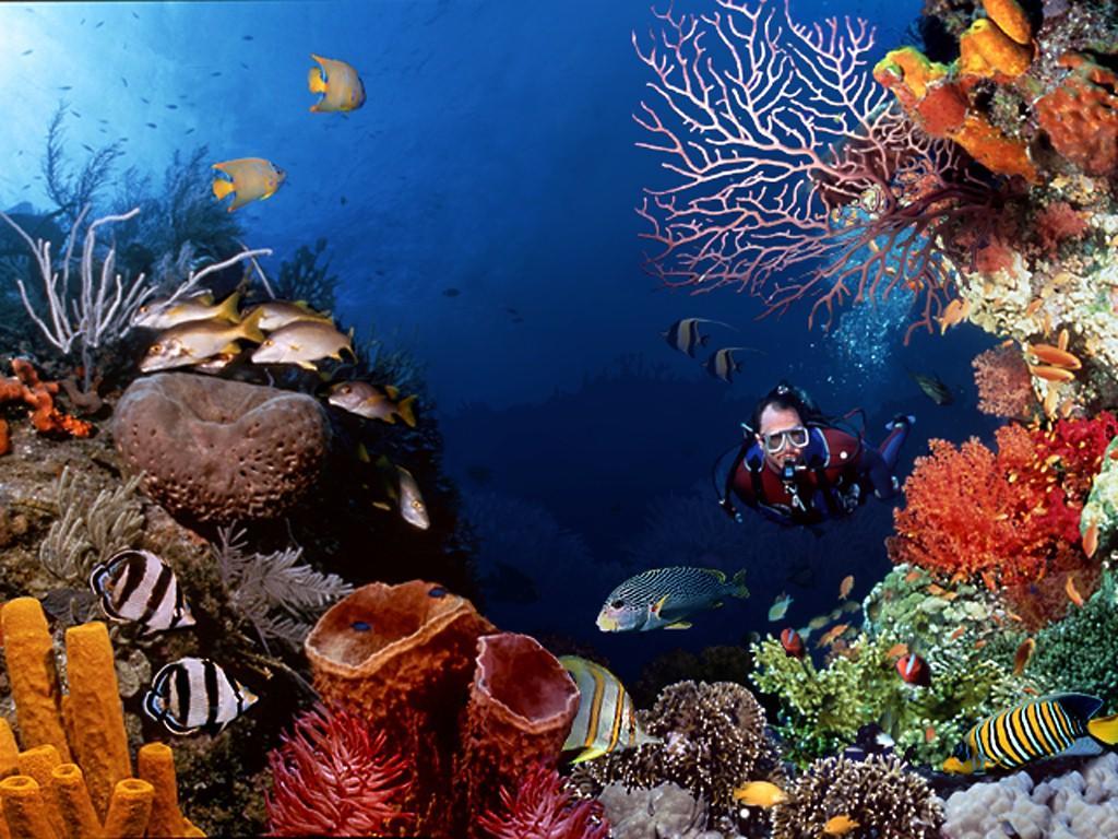 El Canonero Diving Beach Resort Puerto Galera Εξωτερικό φωτογραφία